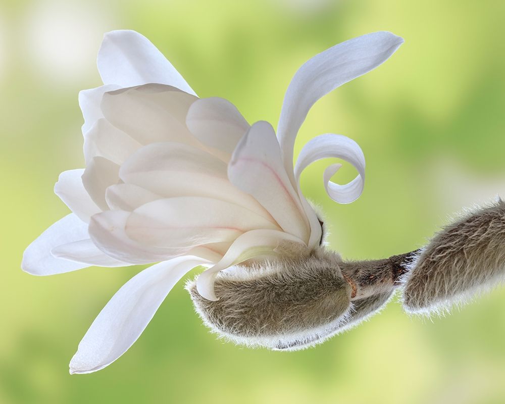 Washington State-Seabeck Close-up of tulip magnolia blossom emerging from bud art print by Jaynes Gallery for $57.95 CAD